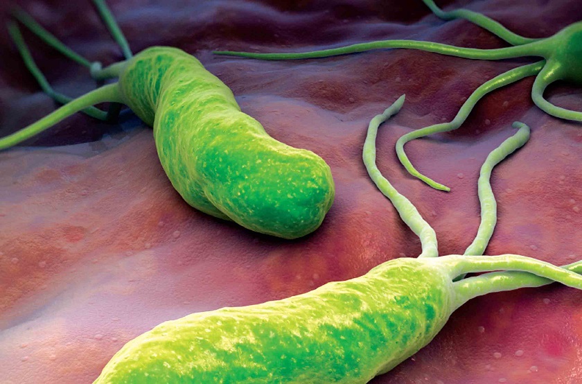 бактерии хеликобактер фото